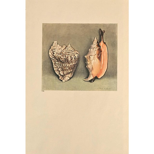 This is a set of 2 French sea shell lithographs that date to 1935. They are colored book plates of watercolors done by...