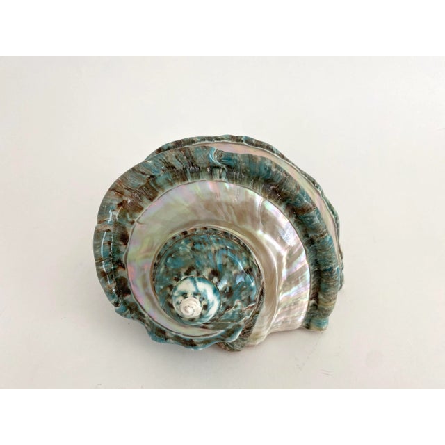 Green Marbled Turbo Marmoratus Shell For Sale - Image 8 of 10