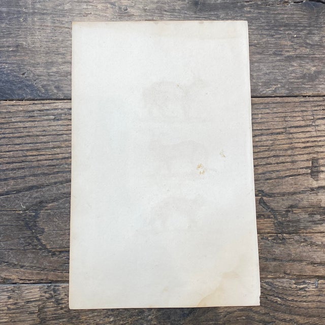 French Antique 18th Century "Le Chacal" Animal Engraving Hand Colored Signed Artwork For Sale - Image 11 of 11