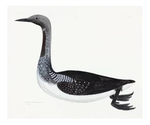 Black Throated Diver Plate 33 by Olof Rudbeck (Cfa-Wd)