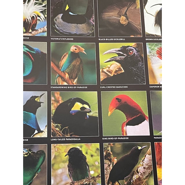 Birds of Paradise Coffee Book Superb Illustrations For Sale In Miami - Image 6 of 8