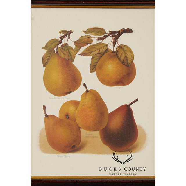 Glass Chelsea House Decorative Pair of Pear Prints For Sale - Image 7 of 12