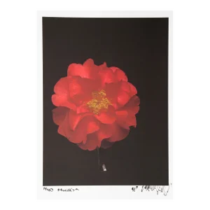 Dahlia from Huntington Beach, CA, Jonathan Singer, Photography