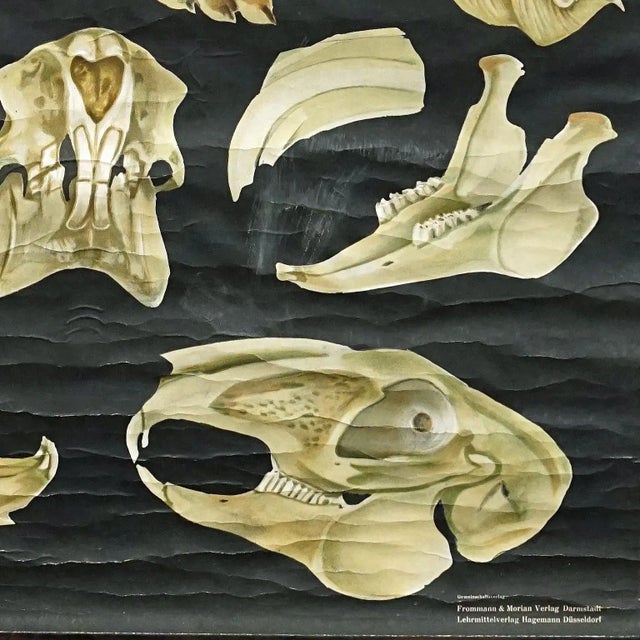 Textile Hare Rabbit Countrylife Wall ChartJung Koch Quentell, 1960s For Sale - Image 7 of 8