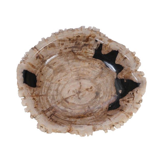Large Petrified Wooden Bowl by Xyleia Petrified Wood For Sale - Image 4 of 5