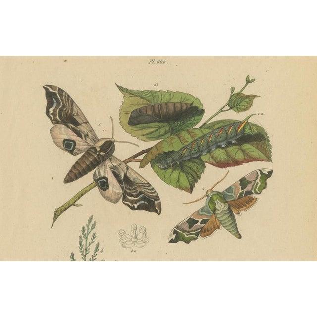 Paper E. Guérin, Butterfly and Moth, 1835, Engraving, Set of 2 For Sale - Image 7 of 13