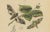 Paper E. Guérin, Butterfly and Moth, 1835, Engraving, Set of 2 For Sale - Image 7 of 13