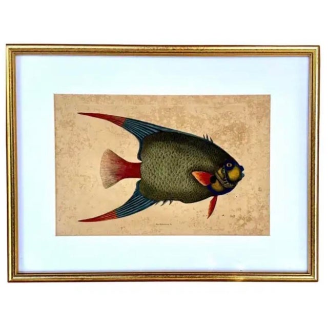 18th Century 18th Century Framed Engravings by Mark Catesby, Set of Four Fish For Sale - Image 5 of 11