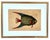 18th Century 18th Century Framed Engravings by Mark Catesby, Set of Four Fish For Sale - Image 5 of 11