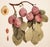 1900 - 1909 1900s U. P. Hedrick, Original Antique Photogravure of Giant Plums For Sale - Image 5 of 7