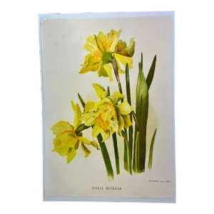 Antique Botanical Print From England Showcasing Cheerful Yellow Double Daffodil Flowers With Green Foliage - Circa 1892