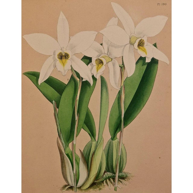Realism Orchids: Framed 19th C. Hand-Colored Engraving of "Laelia Anceps" by J. Fitch, 1882 For Sale - Image 3 of 6