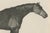 Gold Maxim Gauci, Sharke Thoroughbred Horse Portrait, Lithograph, 1840 For Sale - Image 8 of 9