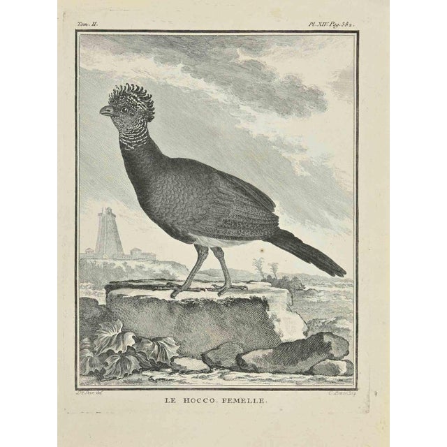 Le Hocco is an etching realized by Jacques Baron in 1771. It belongs to the suite "Histoire Naturelle de Buffon". The...