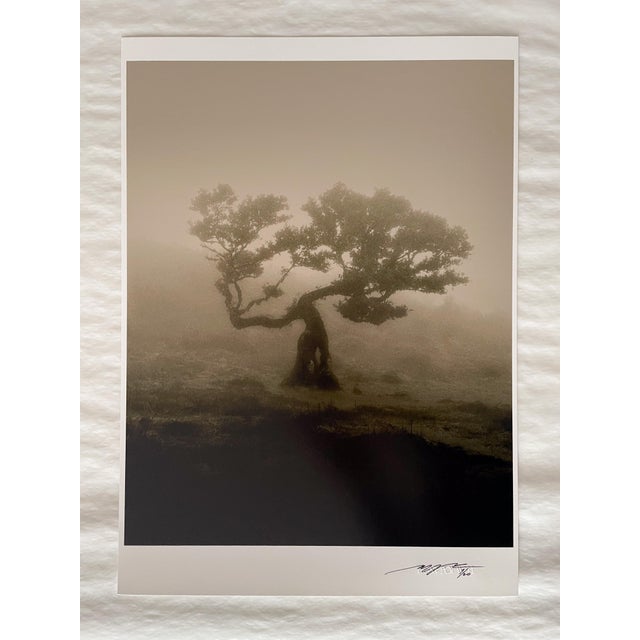 Laurisilva of Madeira' 2026 Limited edition of 20 Photograph shot using mid-century large format film camera Linhof....