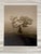 Laurisilva of Madeira' 2026 Limited edition of 20 Photograph shot using mid-century large format film camera Linhof....