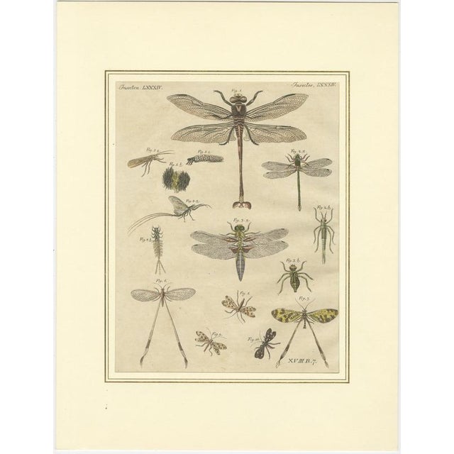 Bertuch, Dragonfly, Cicada & Exotic Insect, 1815, Engravings For Sale - Image 4 of 9