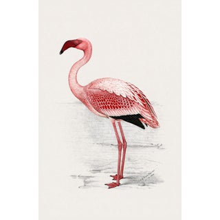 Lesser Flamingo by C. G. Finch-Davies, Vintage Reproduction Bird Art Print, 26″ × 40″ For Sale