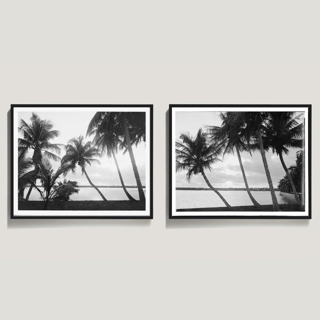 This dreamy set of Palm trees was shot in Palm Beach in the early 1900s. Each print is 60" wide by 40" and printed in my...