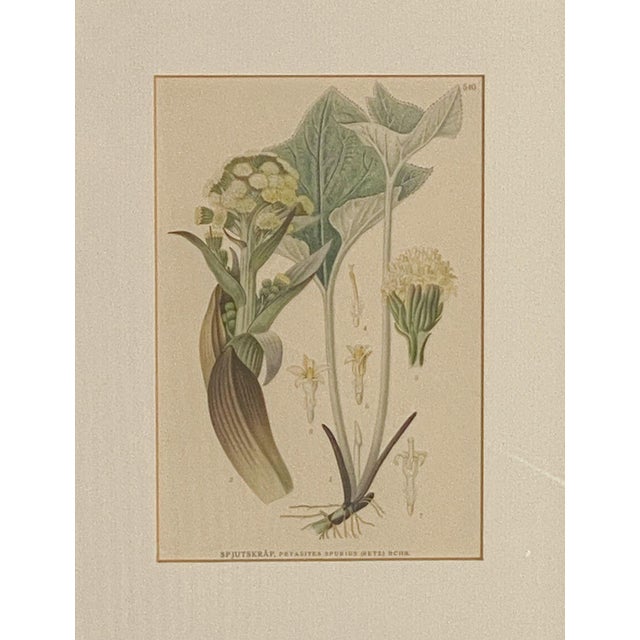 An antique botanical with very nice framing. The plant is "Petasites Spurius", commonly known as Butterbur.