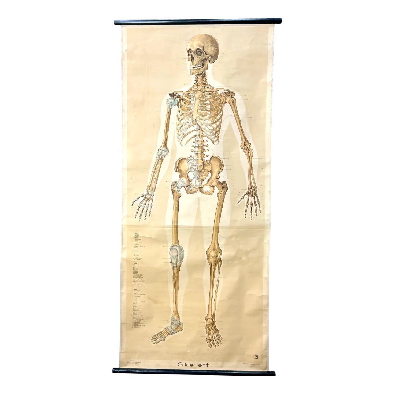 Large Human Skeleton School Wall Chart in Linen from German Health ...