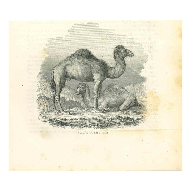 Paul Gervais, The Camels, 1854, Lithograph For Sale