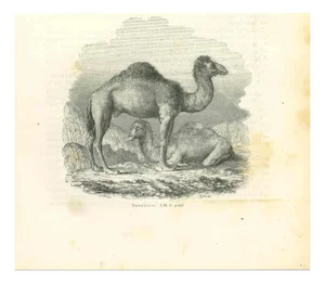 Paul Gervais, The Camels, 1854, Lithograph