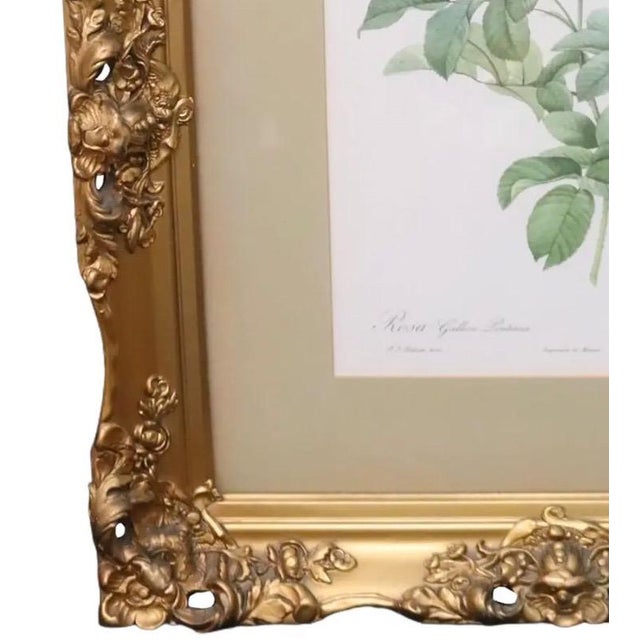 Mid 20th Century Large Framed Pierre-Joseph Redouté "Rosa Gallica Pontiana" Botanical Reproduction Print For Sale - Image 10 of 12