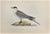 Buffon's Skua is a modern artwork realized in 1870 by the British artist Alexander Francis Lydon (1836-1917) . Woodcut...