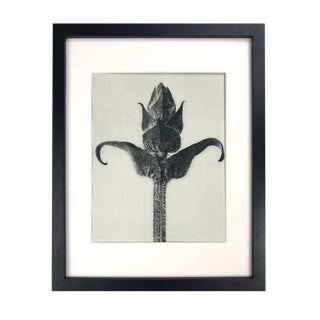 Framed Antique Photogravure Blossfeldt Botanical Print - No. 87 For Sale