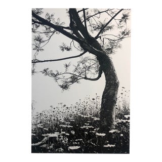 1970s Landscape With Flowers Photograph by Garo For Sale