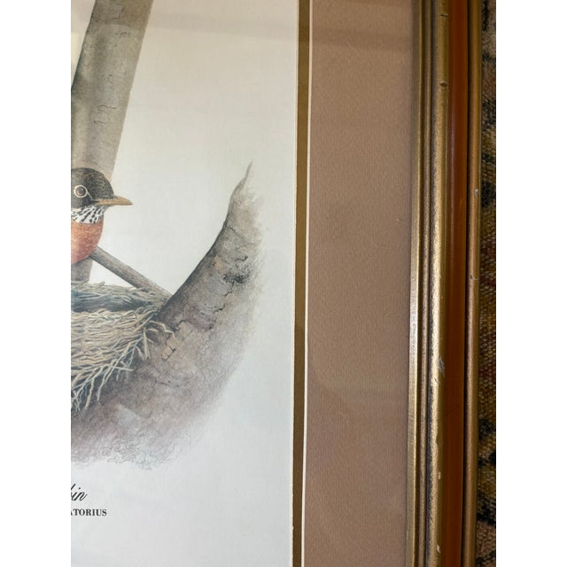 Vintage Robin Bird Reproduction Print Michael James Riddet Ornithology Wall Art Wood Frame For Sale In Miami - Image 6 of 14