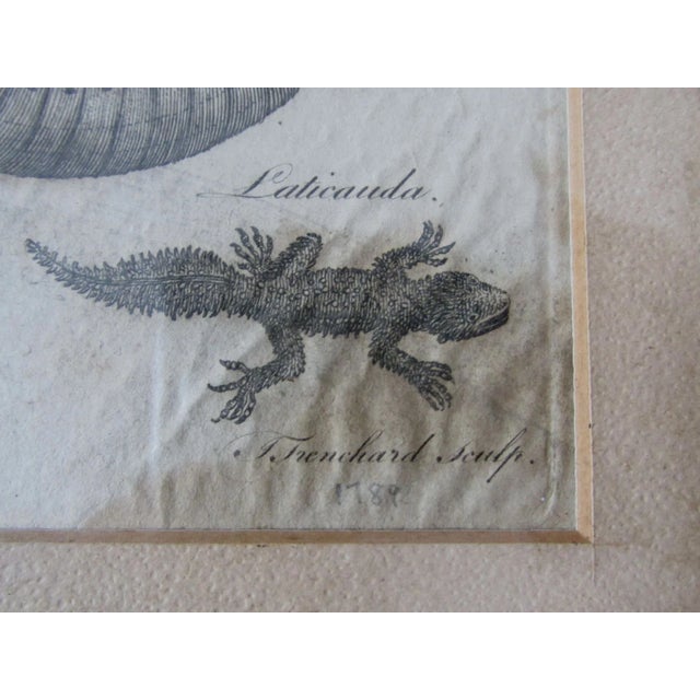 White Pair Antique Circa 1789 Natural History Engravings, Reptiles, Lizards, Alligators For Sale - Image 8 of 9
