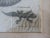 White Pair Antique Circa 1789 Natural History Engravings, Reptiles, Lizards, Alligators For Sale - Image 8 of 9