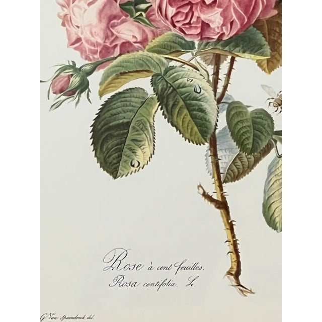 Vintage Botanical Rose Rosa Centifolia After Van Spaendonck Gilt Framed Print 1960's For Sale - Image 4 of 13