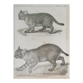 Mid 19th Century Us Pacifc Railroad Wild Cats Lithograph Book Plate For Sale