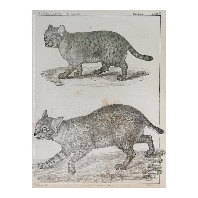Mid 19th Century Us Pacifc Railroad Wild Cats Lithograph Book Plate For Sale