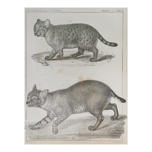 Mid 19th Century Us Pacifc Railroad Wild Cats Lithograph Book Plate