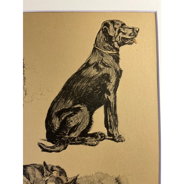 Illustration 1935 Collie Retriever Aldin Dog Print For Sale - Image 3 of 5