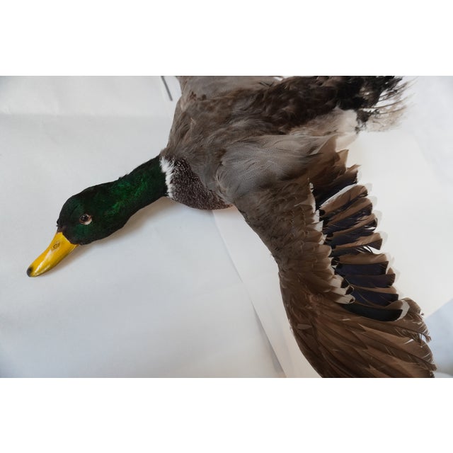 Early 21st Century Taxidermy Flying Mallard Duck For Sale - Image 5 of 13
