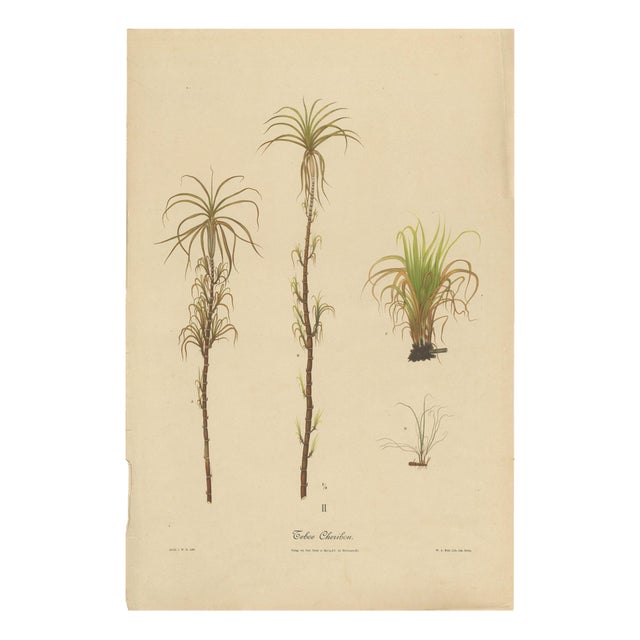 Sugarcane, 1892, Paper For Sale