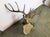 This 10 point brass deer head sculpture recreates nature at her finest. It lays flat against a wall surface and adds a...
