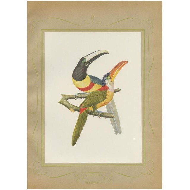 After Descourtilz, Curl-Crested, Chestnut-Eared Aracaris, 1944, Paper For Sale - Image 12 of 12