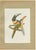 After Descourtilz, Curl-Crested, Chestnut-Eared Aracaris, 1944, Paper For Sale - Image 12 of 12