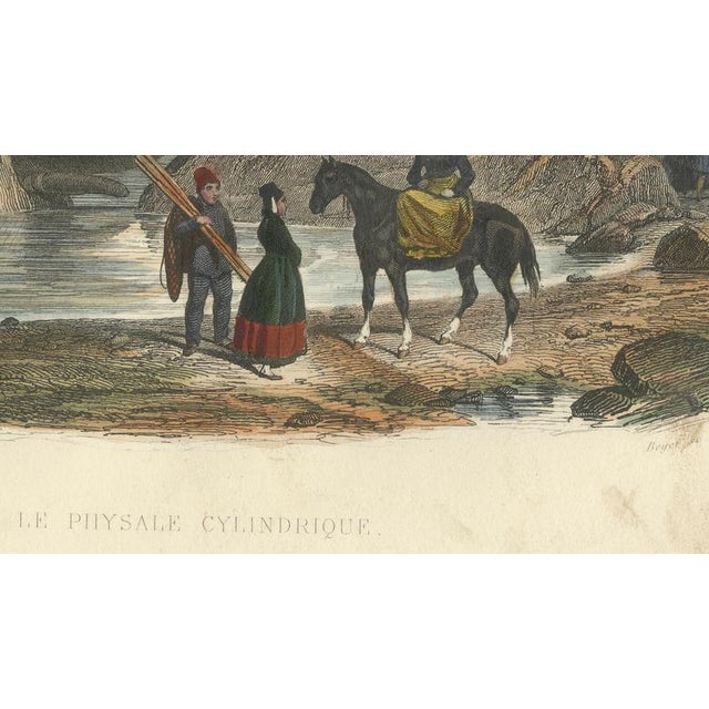After Édouard Traviès, The Cylindrical Physale (Sperm Whale), 1840, Hand-Colored Engraving For Sale - Image 7 of 10
