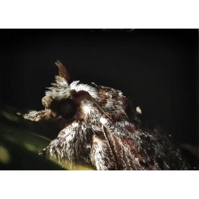 Contemporary A.H., Nature Image, 1991, Photographic Print For Sale - Image 3 of 3