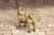 English Vintage English Standing Pug Composition Sculpture with Glass Eyes and Collar For Sale - Image 3 of 12