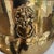 Vintage English Hand-Hammered Brass Lion Head Cachepot Jardinière For Sale - Image 11 of 12