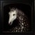 Harbinger by Che Leviathan | Oil on Panel Portrait of a White Horse For Sale