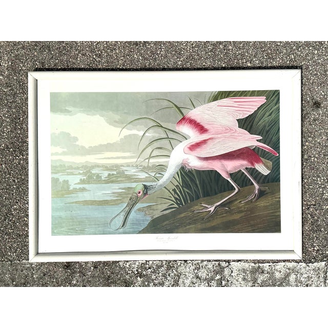 Vintage Audubon Print of Pink Spoonbill For Sale - Image 4 of 12